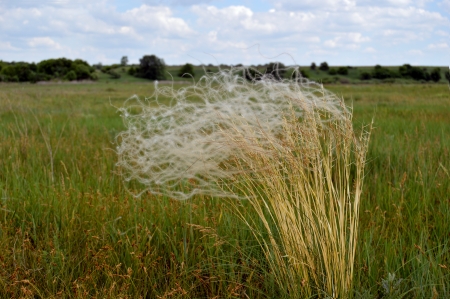 Field plantsの写真素材