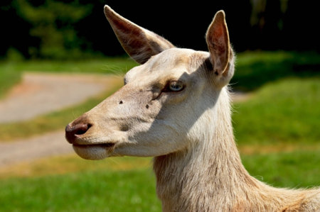 white deerの写真素材