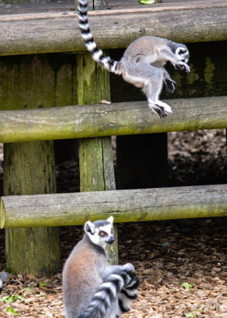 Lemur jumping off fenceの写真素材