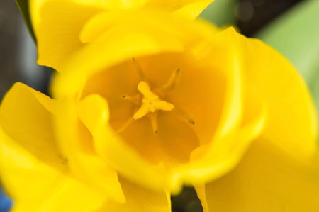 yellow flowerの写真素材