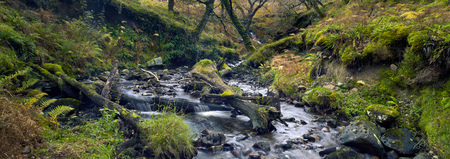 Stream in the national park. Moss trees and moss stones. Forest creek. Autumn. Connemara, Ireland.の写真素材