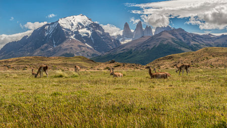 Wide shot of a herd of Guanacos grazing and resting in the foothills of the Torres del Paine mountain range with the massif Paine Grande and the amazing Cuernos Del Paine in the backgroundの写真素材