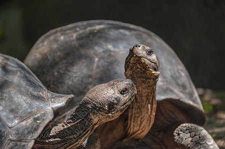 The Galapagos giant tortoises (Chelonoidis) are native to seven of the Galapagos Islands. Within the archipelago, up to 11 species of Galapagos tortoises survive to this day. Those two are living on the slopes of Sierra Negra volcano in the Isabela islandの写真素材