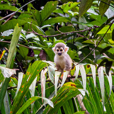 Close up portrait of an Ecuadorian squirrel monkey (Saimiri cassiquiarensis macrodon) sitting on a...