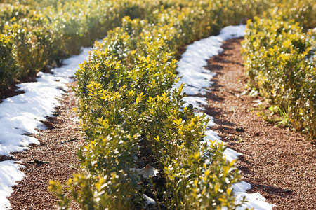 green plants in the spring sunshine and snowの写真素材
