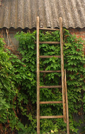 old wooden stairs on brick wall overgrown with ivyの写真素材