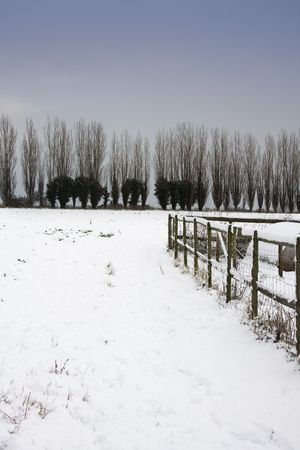 Snowy meadowの写真素材