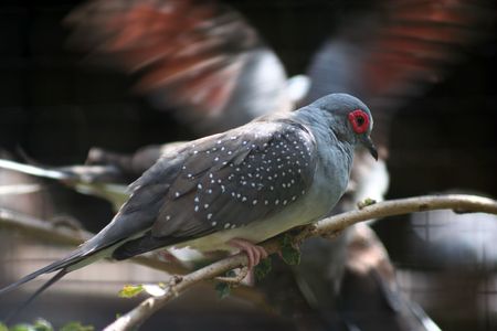 Malaysia local birdの写真素材