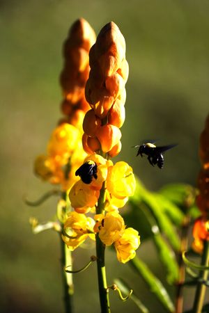 Flower and insect