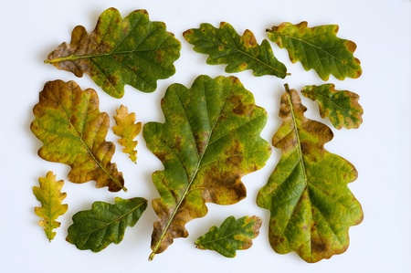 oak leaves arranged on a white backgroundの写真素材