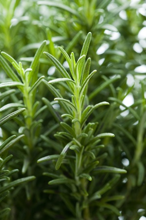 rosemary herb growingの写真素材