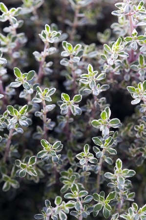 thyme silver queen growing