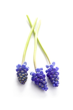 muscari or grape hyacinth isolated on a white backgroundの写真素材
