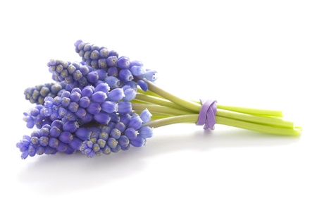 muscari or grape hyacinth isolated on a white backgroundの写真素材