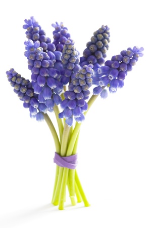 muscari or grape hyacinth isolated on a white backgroundの写真素材