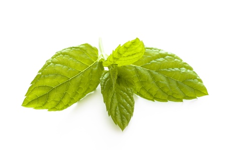 mint leaves isolated on a white backgroundの写真素材