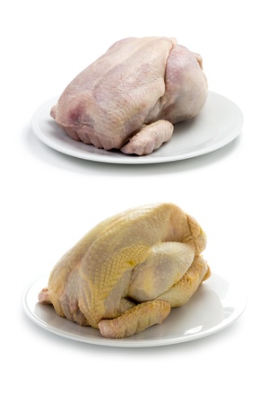 raw chicken factory farmed and free range organic corn fed comparison isolated on white backgroundの写真素材