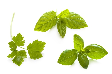 herbs isolated: flat leaved parsley, mint and basilの写真素材