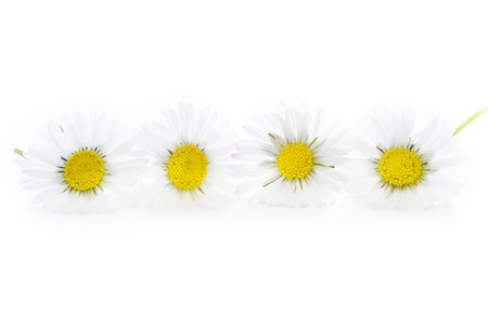 four common english lawn daisies isolated on a white backgroundの写真素材