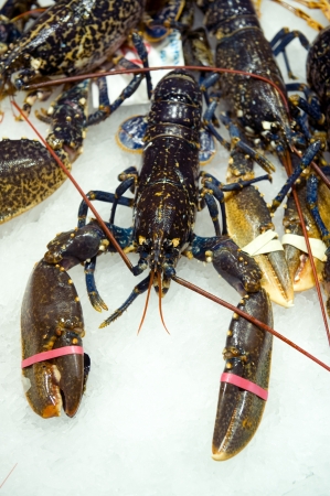 fresh lobster on a fishmonger stallの写真素材
