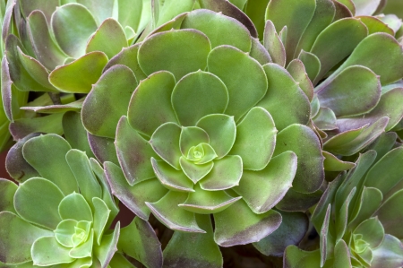 aeonium succulent plant showing florette structureの写真素材