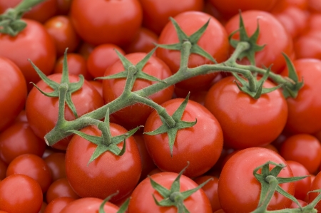fresh ripe red tomatoes on the vine harvestedの写真素材