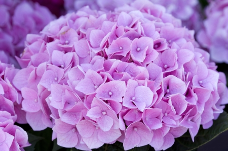 pink hydrangea の写真素材