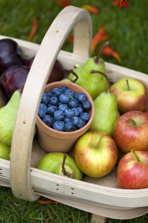 trug of harvested summer fruit including: blueberries, cherries, apples, pears, strawberries, plumsの写真素材