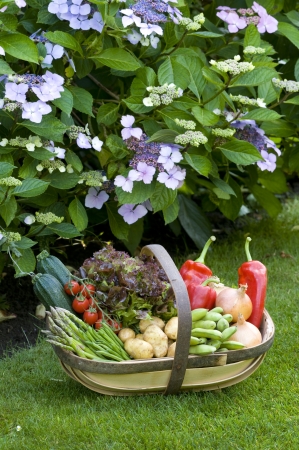 freshly harvested home grown vegetables in a wooden trugの写真素材