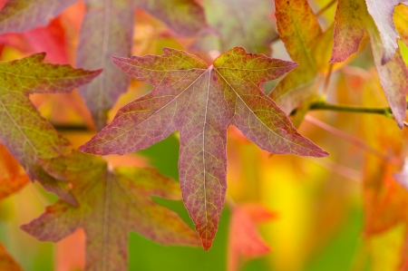 autumn or fall leaves and foliage of liquidambar treeの写真素材