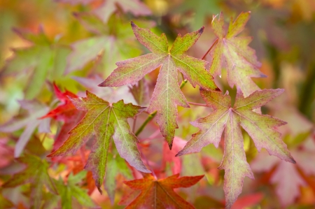 autumn or fall leaves and foliage of liquidambar treeの写真素材