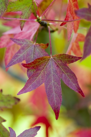 autumn or fall leaves and foliage of liquidambar treeの写真素材