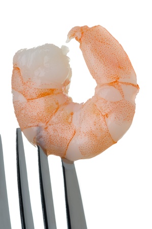 one fresh king prawn on a fork against a white backgroundの写真素材
