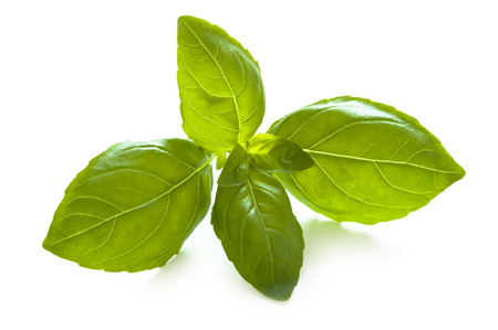 a sprig of basil leaves isolated on whiteの写真素材