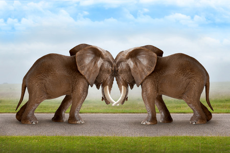 test of strength concept elephants pushing against each otherの写真素材