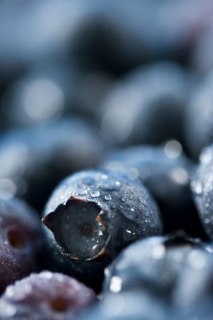 Blueberries (organic)の写真素材