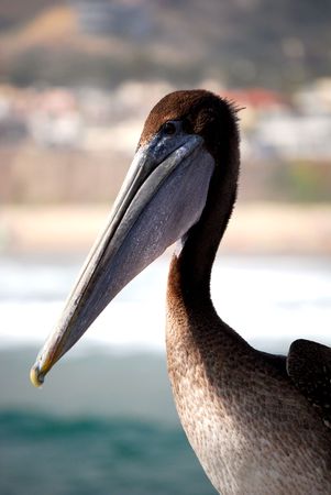 Big beaked birdの写真素材