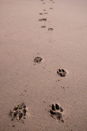 Paw printsの写真素材