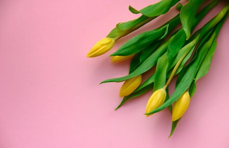 Netherland tulips on pink background topdown view with copyspace at left, holiday concept, love, brides, loversの写真素材