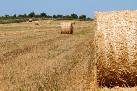 Hay bales in the countryside on a perfect sunny dayの写真素材