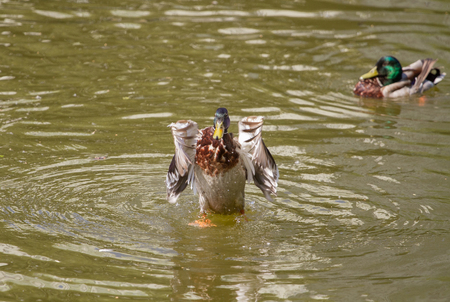 Male Mallard Duck Spreading Wings in Waterの写真素材