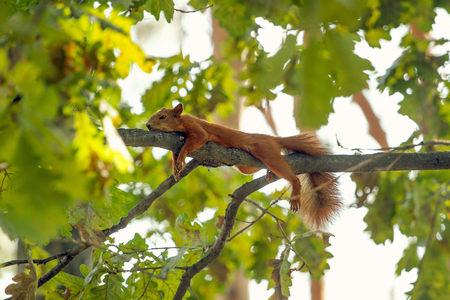 Tired squirrel lying down on the branch. Squirrel are having restの写真素材