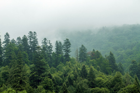 Healthy green trees in a forest of old spruce, fir and pine. Spruce trees down the hill to...