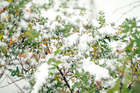 Frozen plants in early morning close up in winterの写真素材