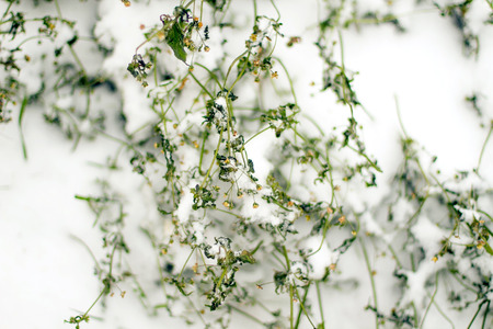 The green bush is covered with the first snow. Details of nature in the fall. Selective focus