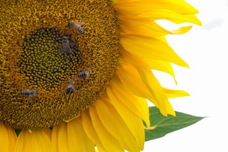 Sunflower On A Meadow With Bees. Bees sitting on the sunflowerの写真素材