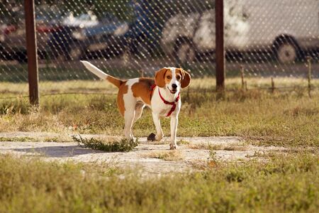 Happy hound dog are running outdoors. Happy dog petの写真素材