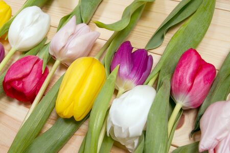 A bouquet of color tulips on the floor. A gift to a women day. Spring tulips flowers backgroundの写真素材