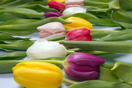 A bouquet of color tulips on the floor. A gift to a women day. Spring tulips flowers backgroundの写真素材