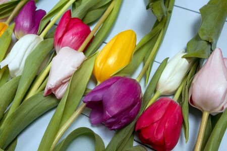 A bouquet of color tulips on the floor. A gift to a women day. Spring tulips flowers backgroundの写真素材